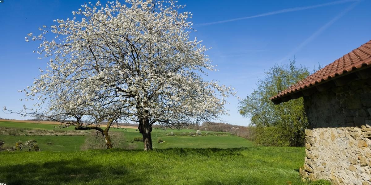 Polje
