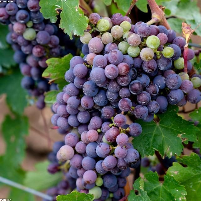Kupinovo vino